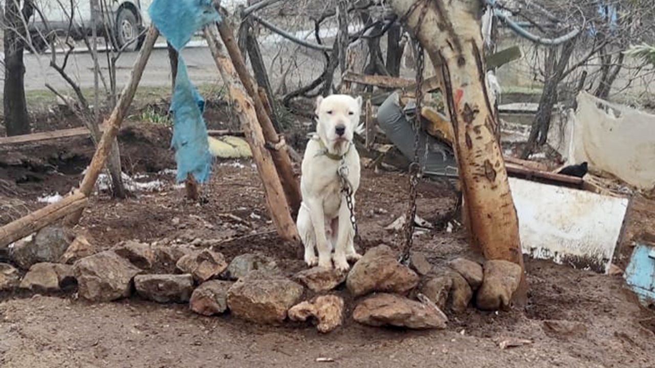 Pitbull sahibine 14 bin 982 lira ceza
