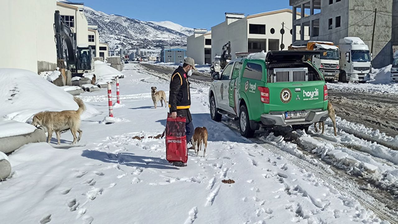 Polis sokak hayvanları için yem bıraktı