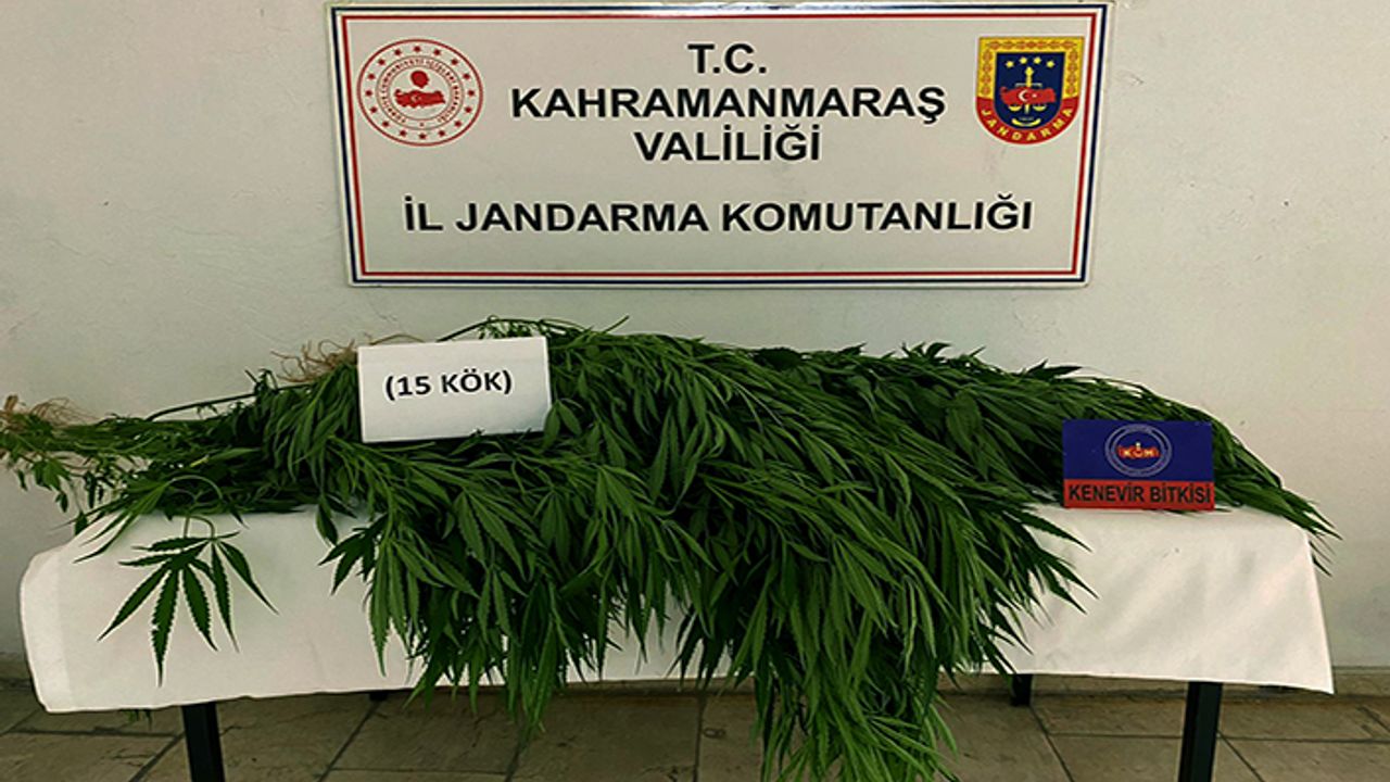 Bahçelerinde kenevir yetiştiren 2 kişi yakalandı
