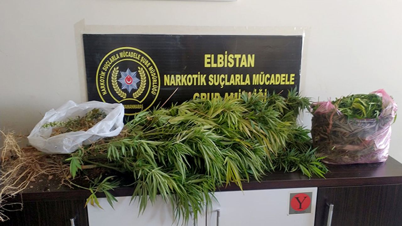 İş yerinde uyuşturucu yetiştiren şüpheli yakalandı