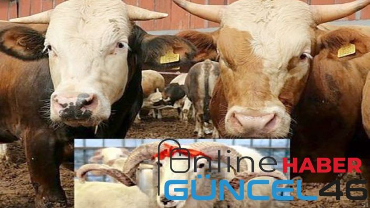 Onikişubat’taki kurbanlık satış ve kesim yerleri belli oldu