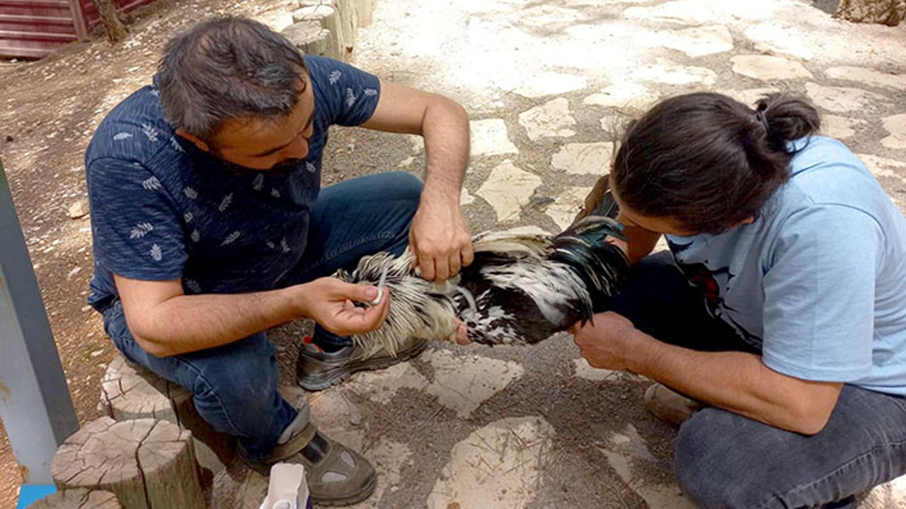 Dulkadiroğlu Mini Hayvanat bahçesinde bakım çalışması yapıldı