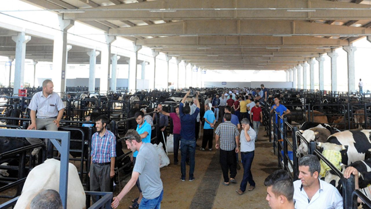 Canlı Hayvan Borsası’nda Padok kiralama