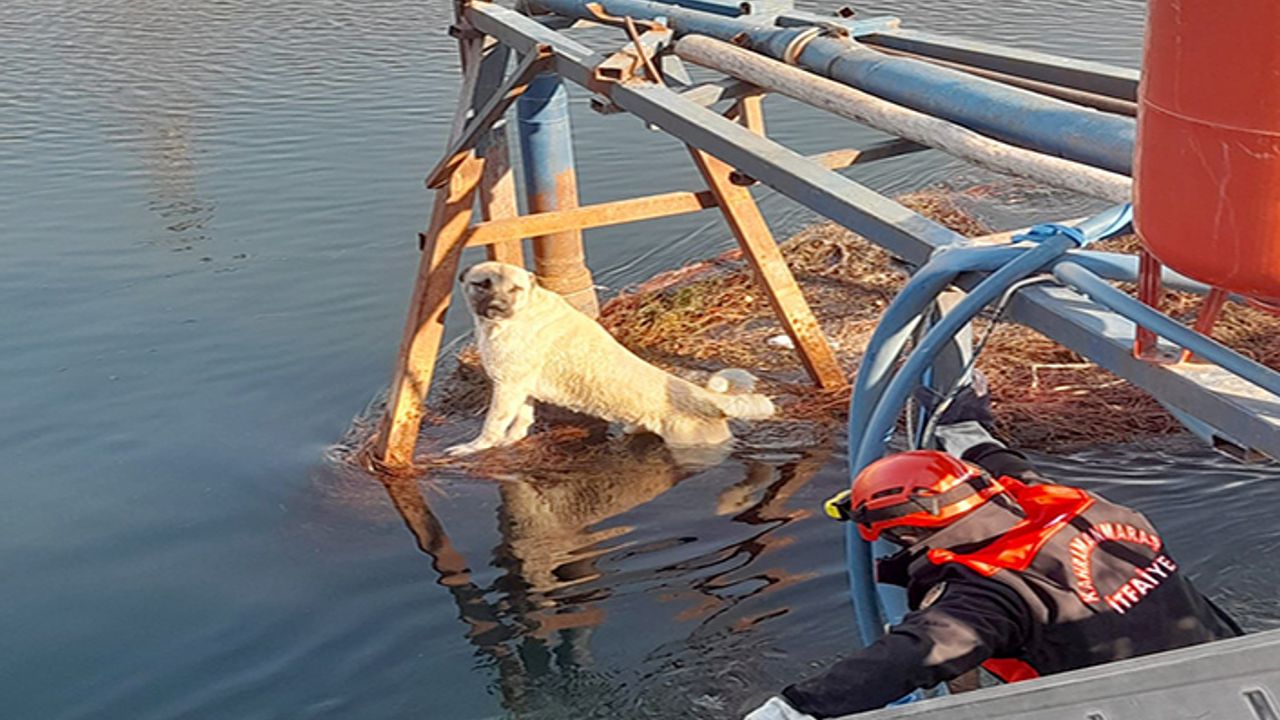 Kahramanmaraş'ta sulama göletine düşen köpek kurtarıldı