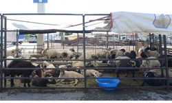 Kurbanlık hayvan satış fiyatları belirlendi