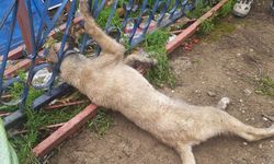 Kahramanmaraş’ta korkuluklara sıkışan köpeği itfaiye kurtardı