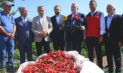 Başkan Görgel, Maraş Biberi hasadına katıldı: “çiftçimizin yanındayız”