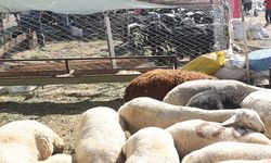 Kurbanlık alacak vatandaşlara kritik tavsiye