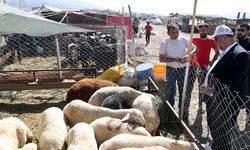 Dulkadiroğlu’nda Kurban Bayramı hazırlıkları