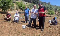 MADO’da İlk Salep Hasadı: Hedef Kahramanmaraş’ı Dünyanın salep merkezi yapmak