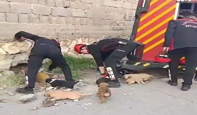 Kahramanmaraş’ta sıkışan yavru köpekler kurtarıldı