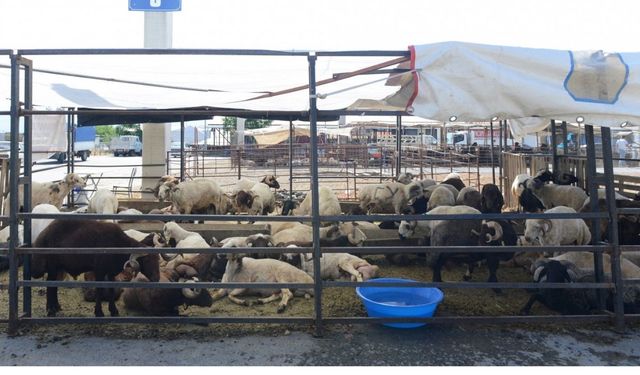 Kurbanlık hayvan satış fiyatları belirlendi
