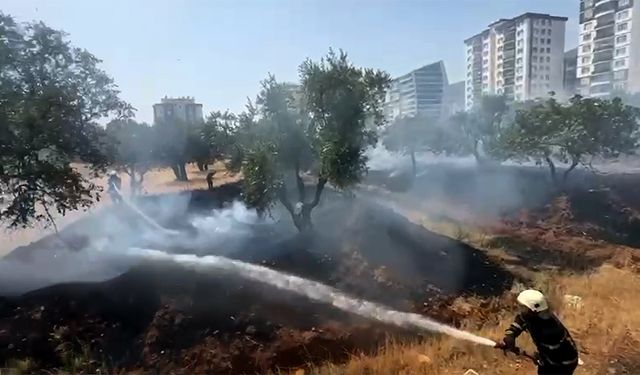 Kahramanmaraş’ta zeytinlik alanda yangın