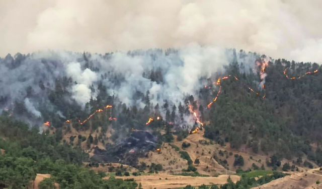 13 İlde orman yangınlarının bilançosu açıklandı