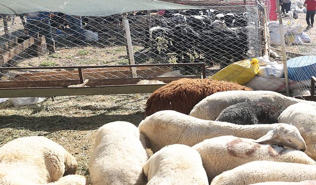 Kurbanlık alacak vatandaşlara kritik tavsiye