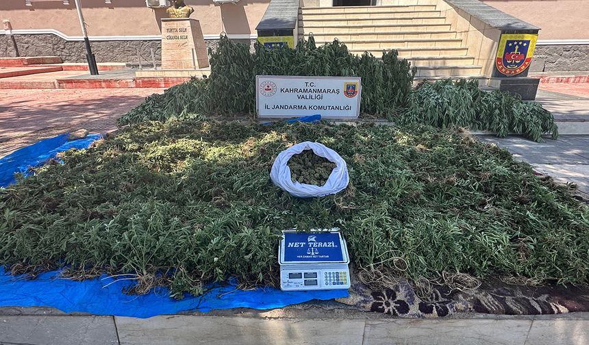 Kahramanmaraş’ta yasa dışı kenevir ekimi yapan 4 kişi tutuklandı